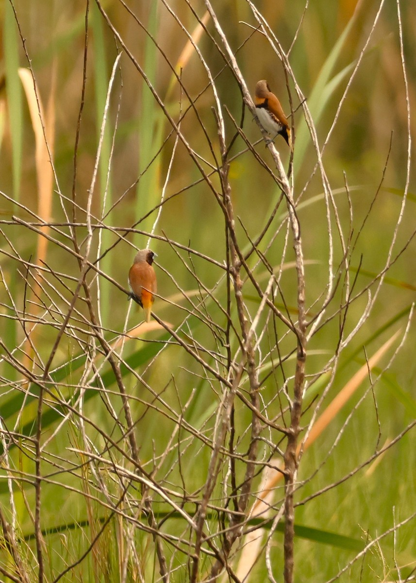 Chestnut-breasted Munia - ML646895793
