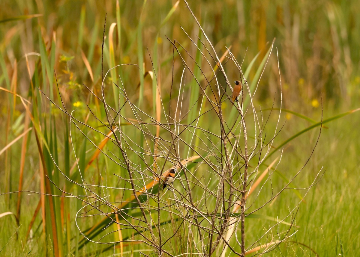 Chestnut-breasted Munia - ML646895794
