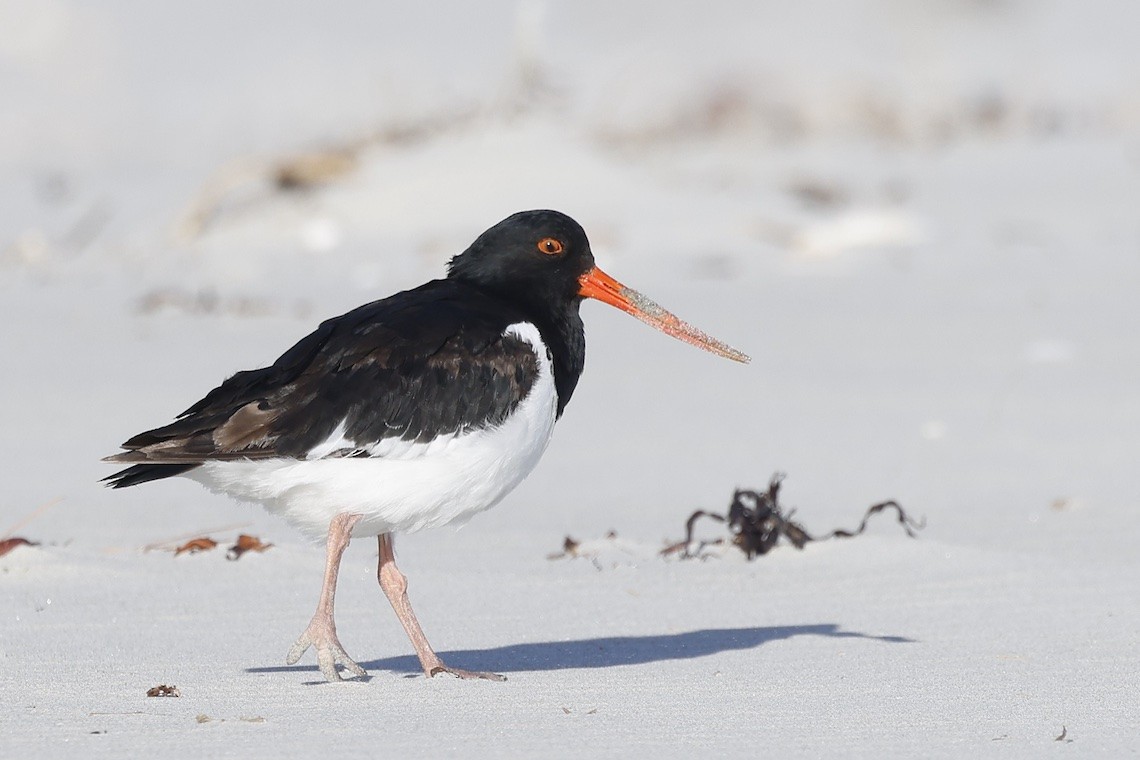 South Island Oystercatcher - ML646895795