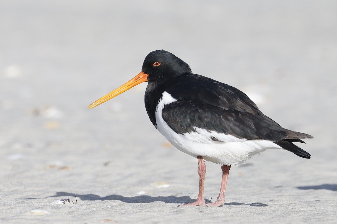 South Island Oystercatcher - ML646895796