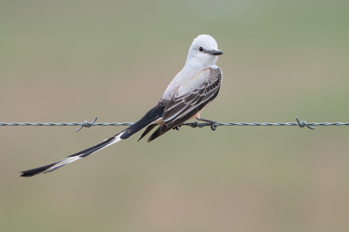 Scissor-tailed Flycatcher - ML646895802
