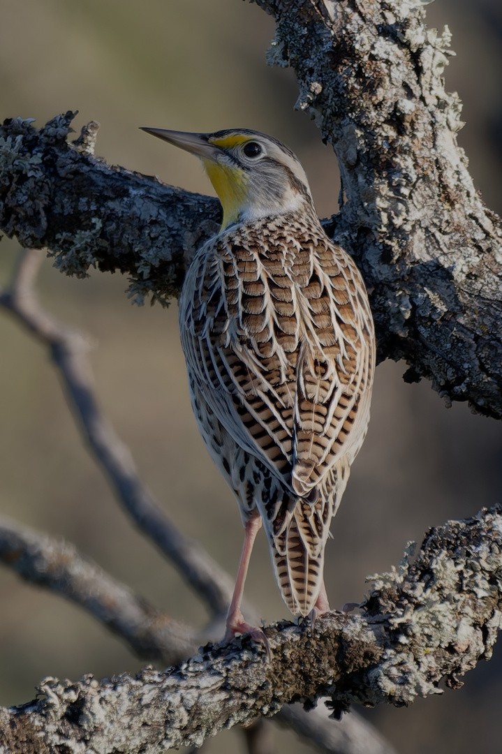 Western Meadowlark - ML646895803