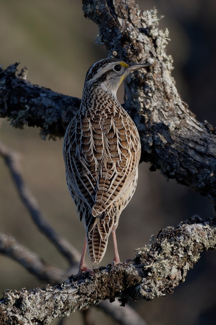 Western Meadowlark - ML646895804