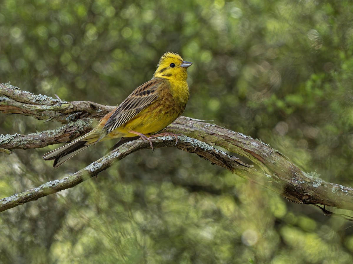 Yellowhammer - ML646895806