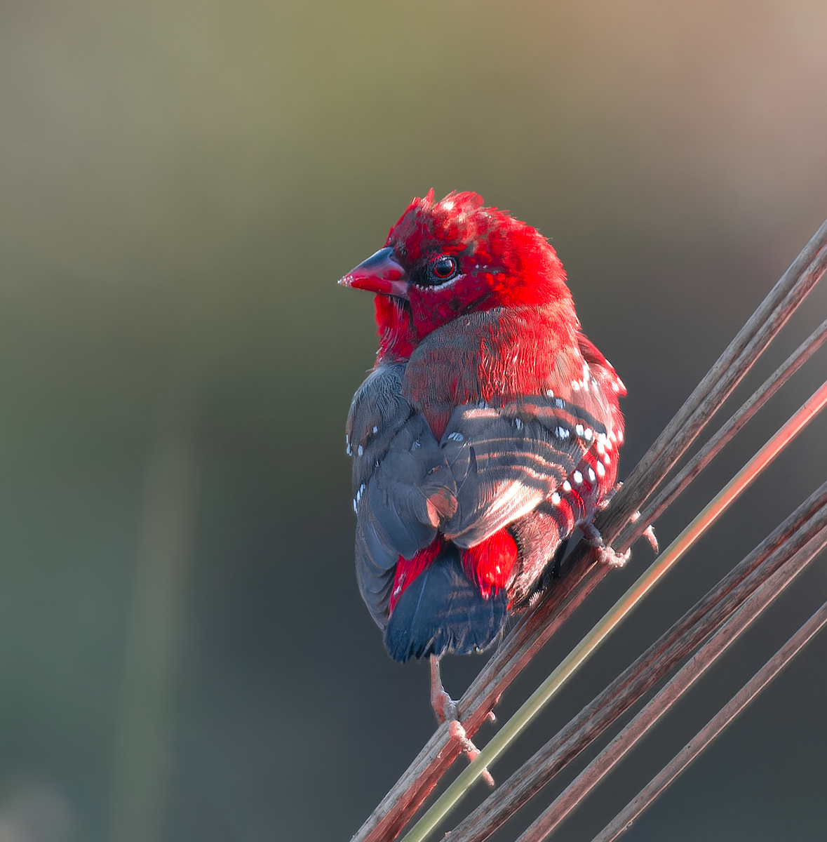 Red Avadavat - ML646895810