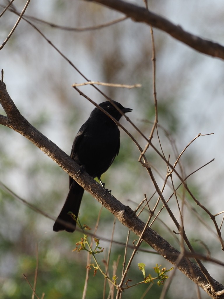 Southern Black-Flycatcher - ML646895812