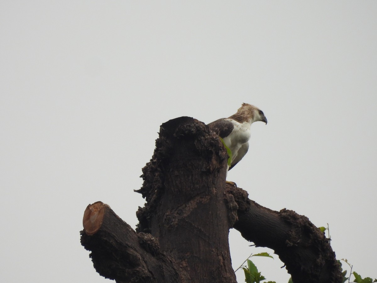 Changeable Hawk-Eagle - ML646895817