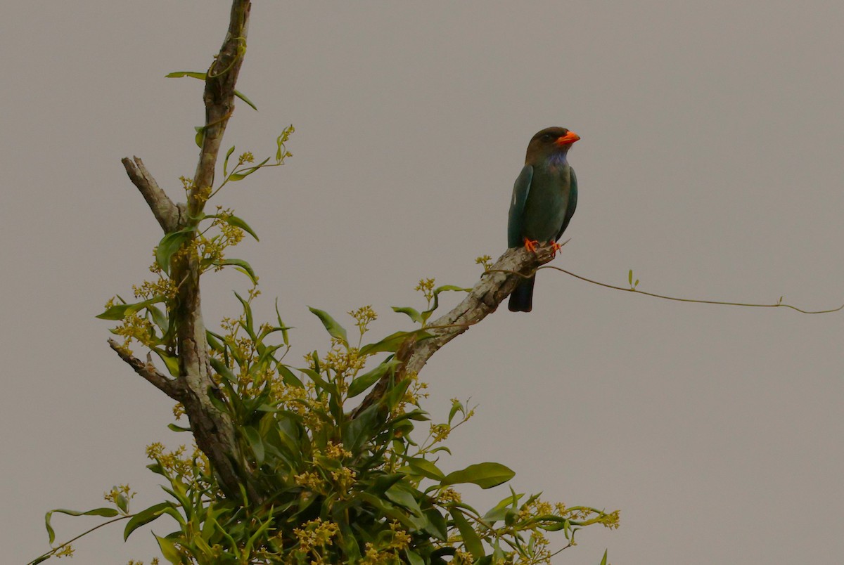 Dollarbird - ML646895820