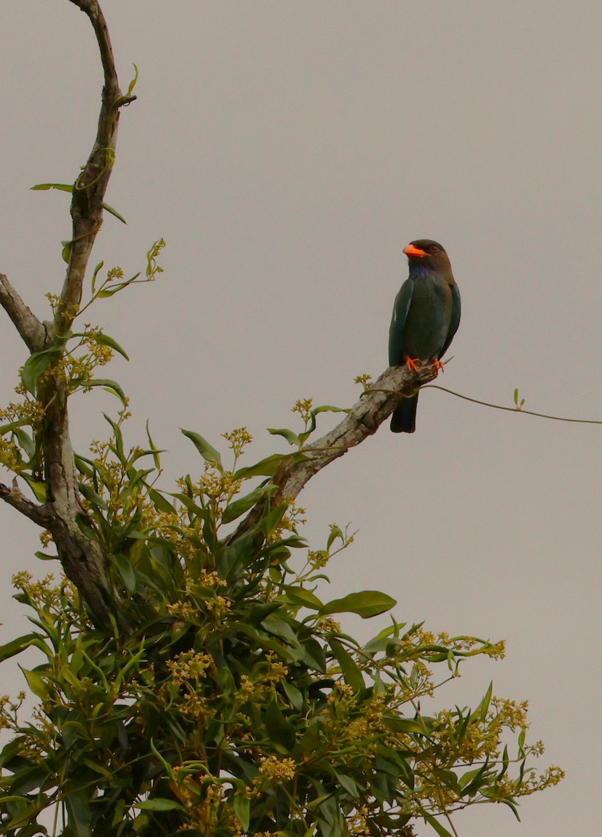 Dollarbird - ML646895821