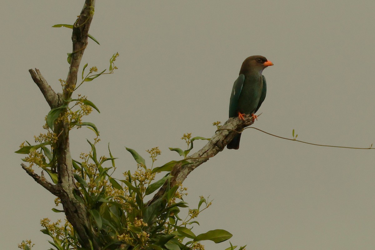 Dollarbird - ML646895822