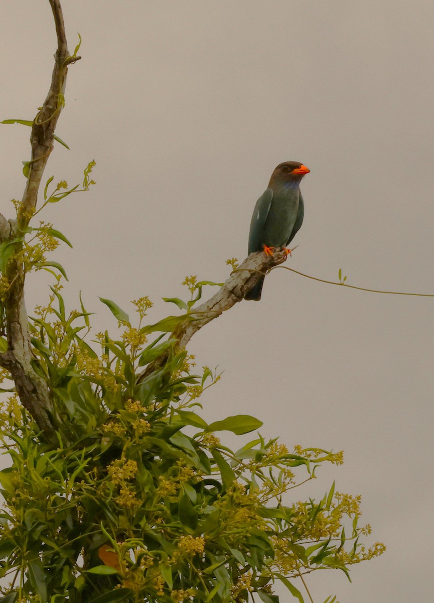 Dollarbird - ML646895823