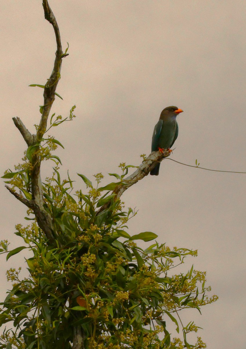 Dollarbird - ML646895824