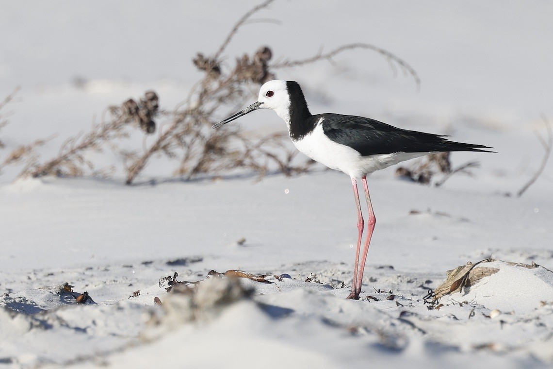Pied Stilt - ML646895825