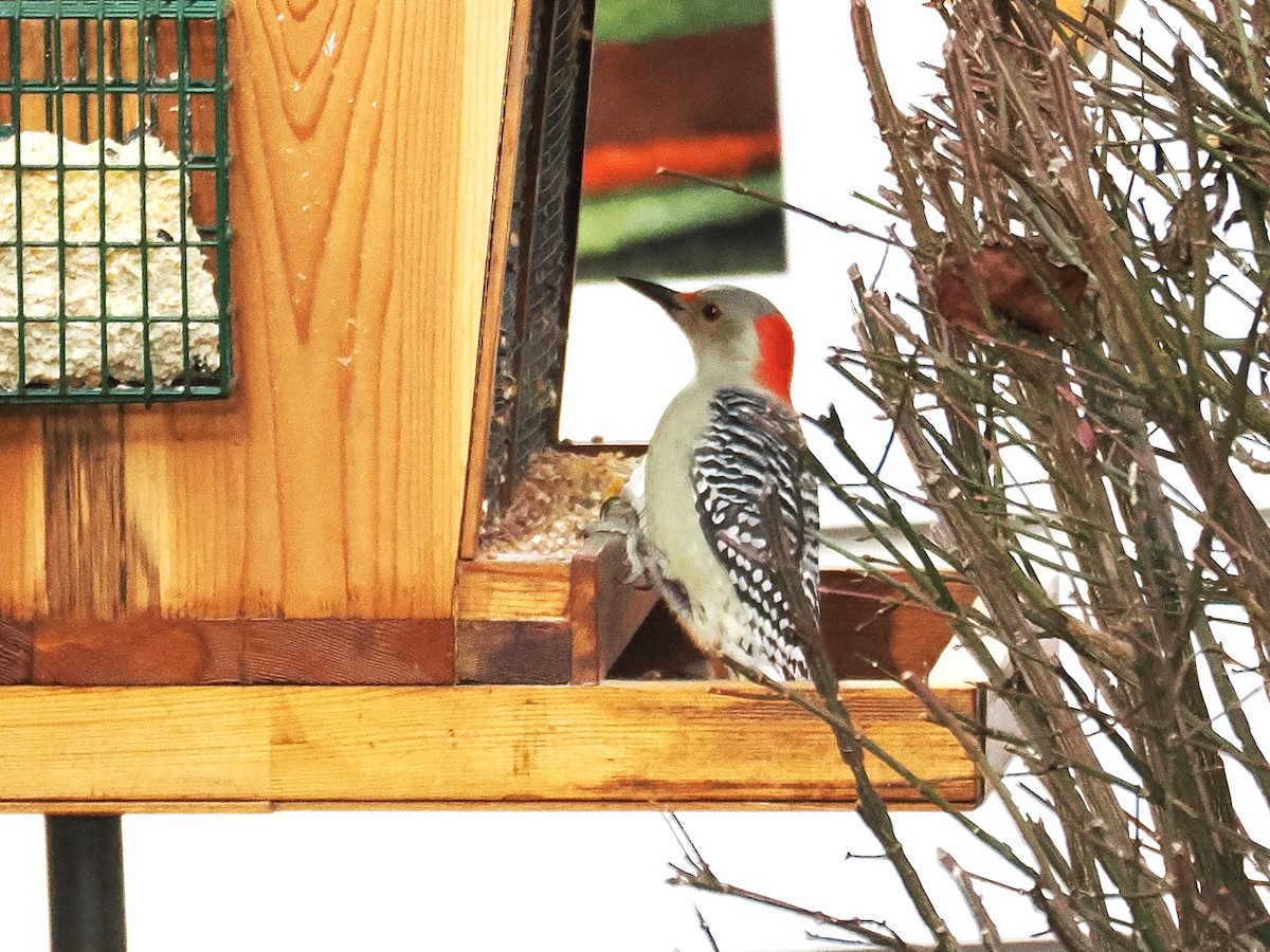 Red-bellied Woodpecker - ML646895826