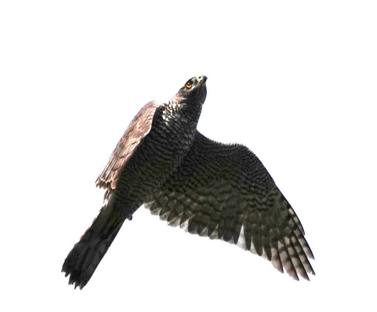 Eurasian Goshawk - ML646895836