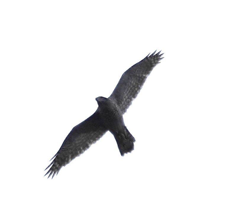 Eurasian Goshawk - ML646895838