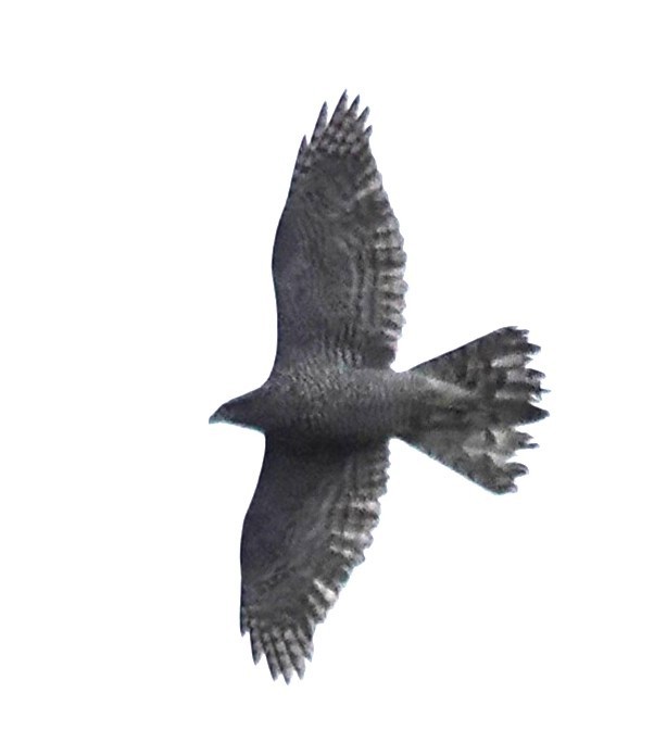Eurasian Goshawk - ML646895839