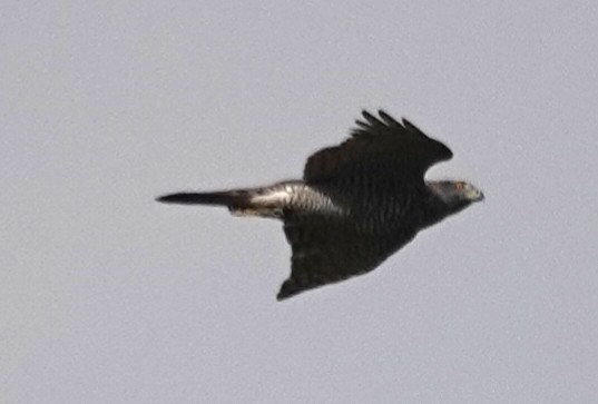 Eurasian Goshawk - ML646895840