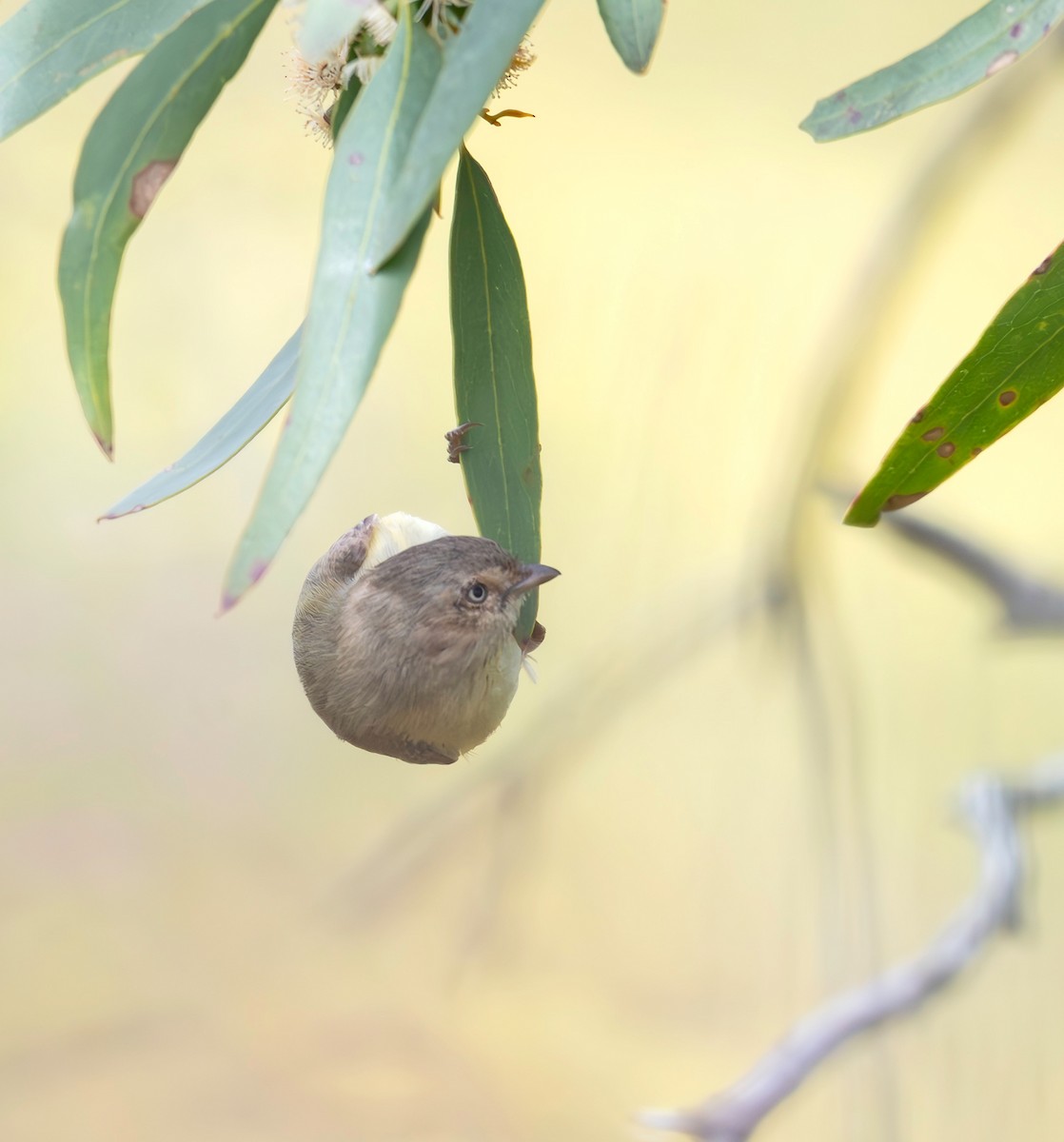 Stutzschnabel - ML646895841