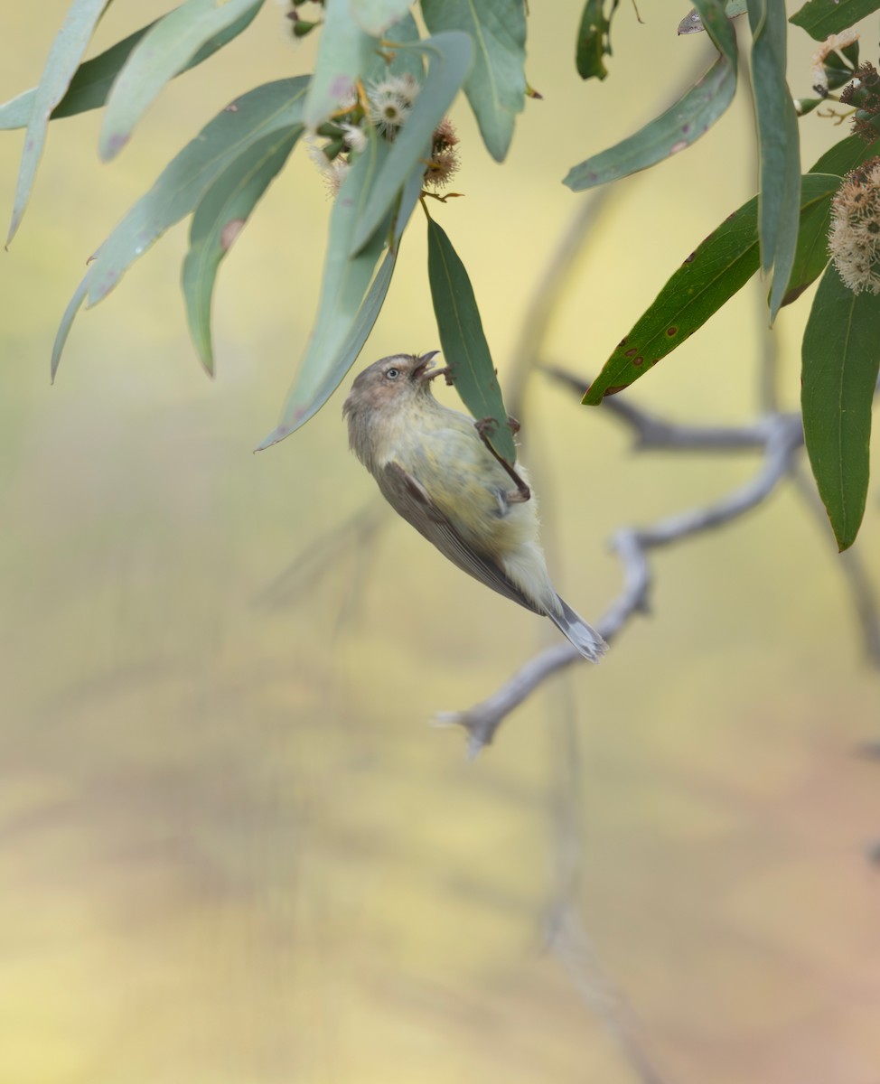 Stutzschnabel - ML646895842