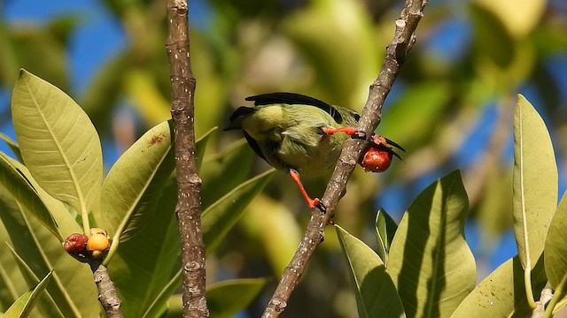 Red-legged Honeycreeper - ML646895843