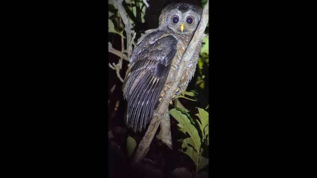 puštík africký - ML646895847