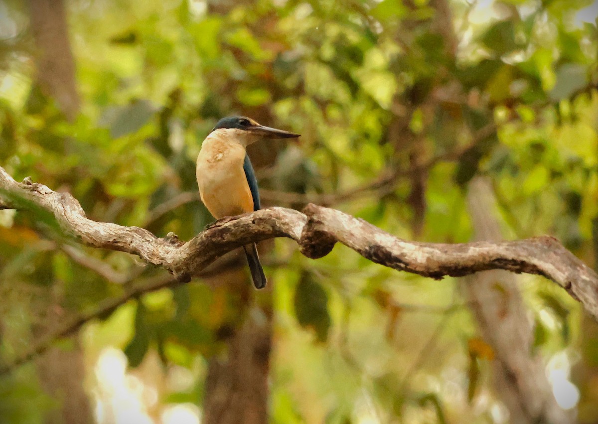 Sacred Kingfisher - ML646895848
