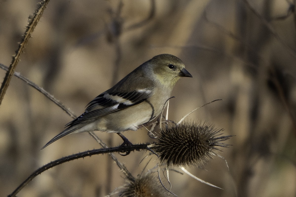 American Goldfinch - ML646895864