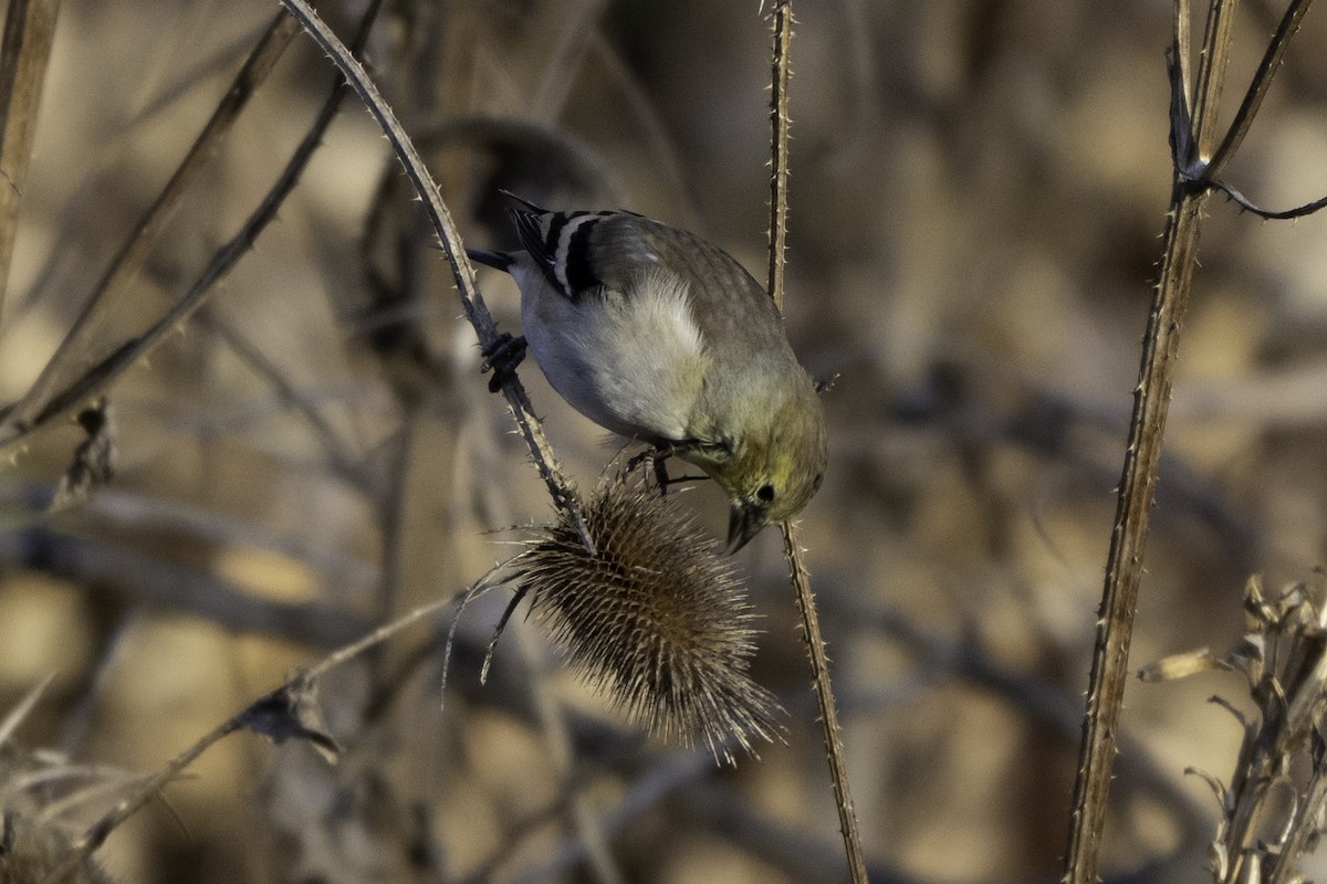American Goldfinch - ML646895866