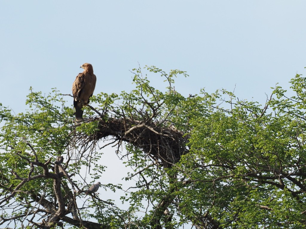 Tawny Eagle - ML646895880