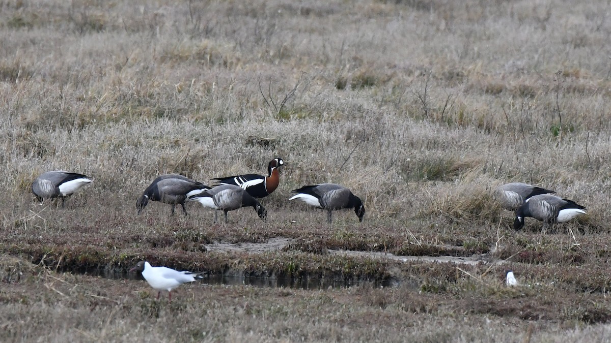 rødhalsgås - ML646895882