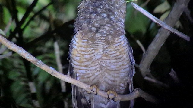 puštík africký - ML646895883