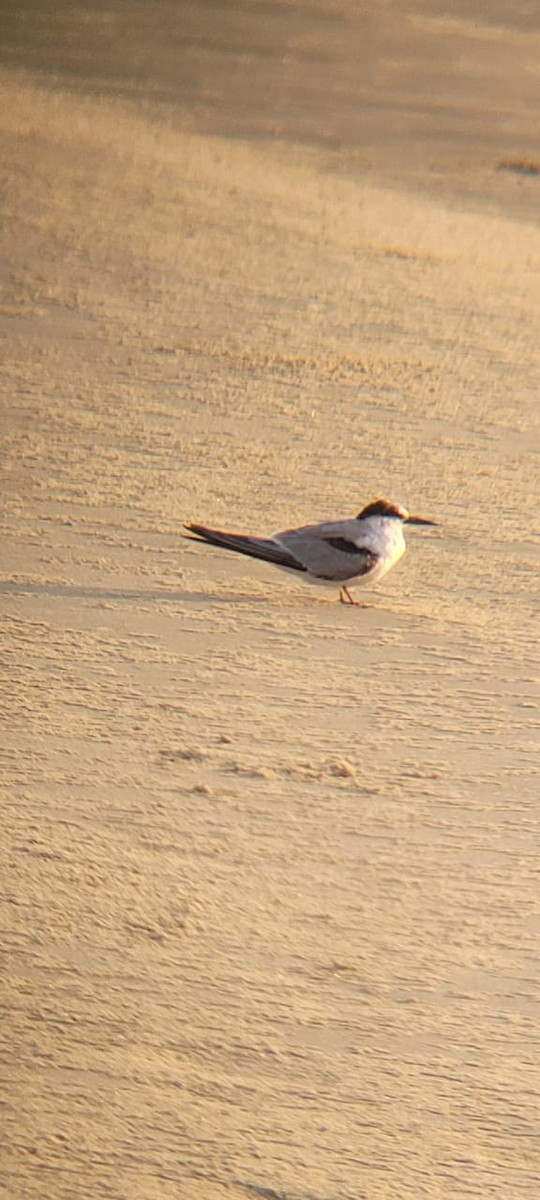 Хурган хараалай - ML646895889