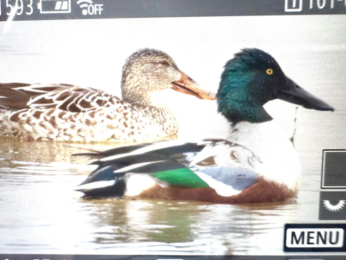 Ahate mokozabal zuria - ML646895899