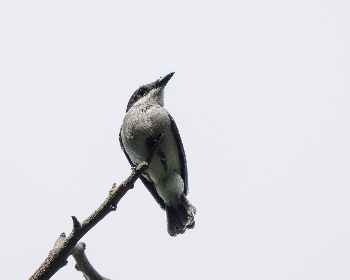 Black-winged Flycatcher-shrike - ML646895904