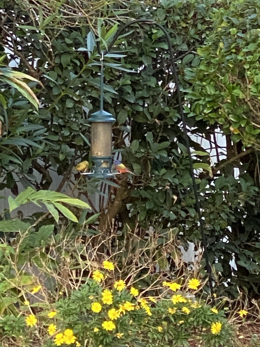 Boyalı Çinte - ML646895905