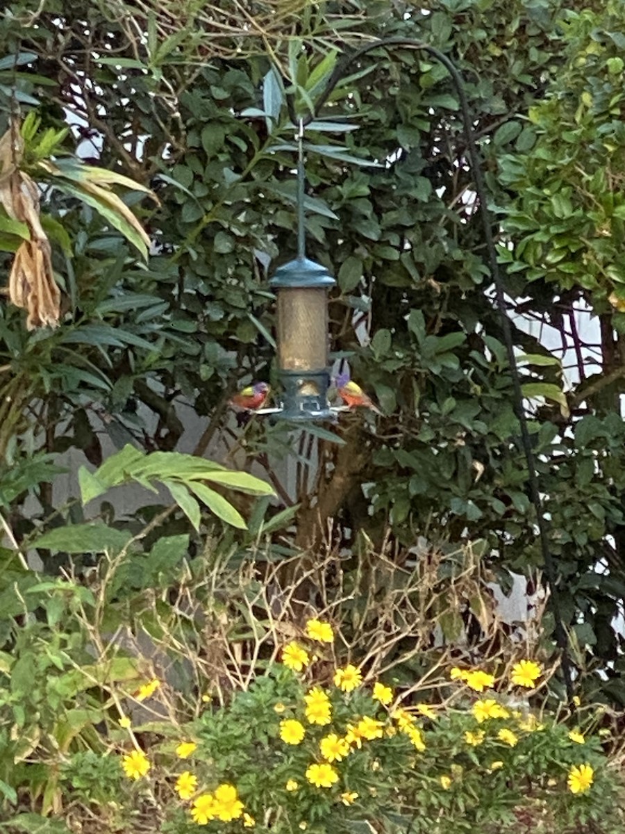 Boyalı Çinte - ML646895906