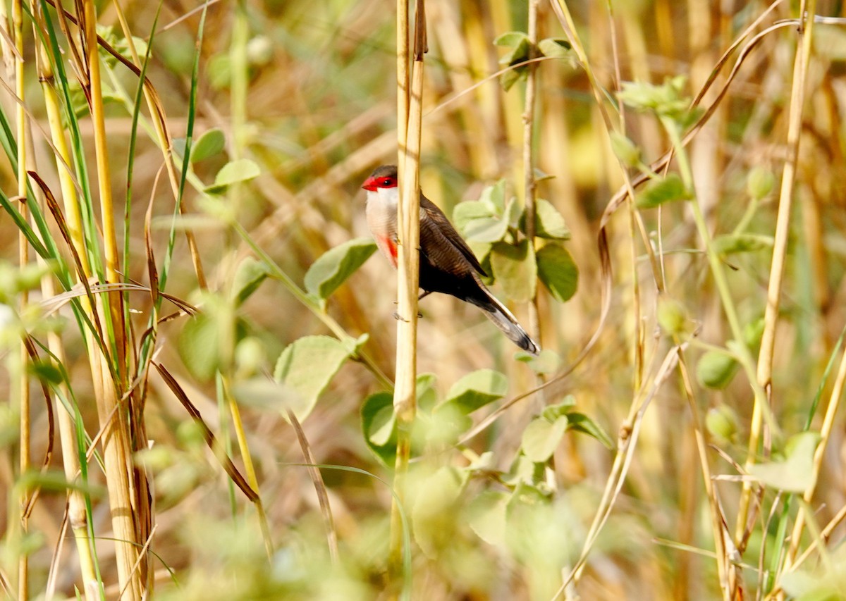 Common Waxbill - ML646895907