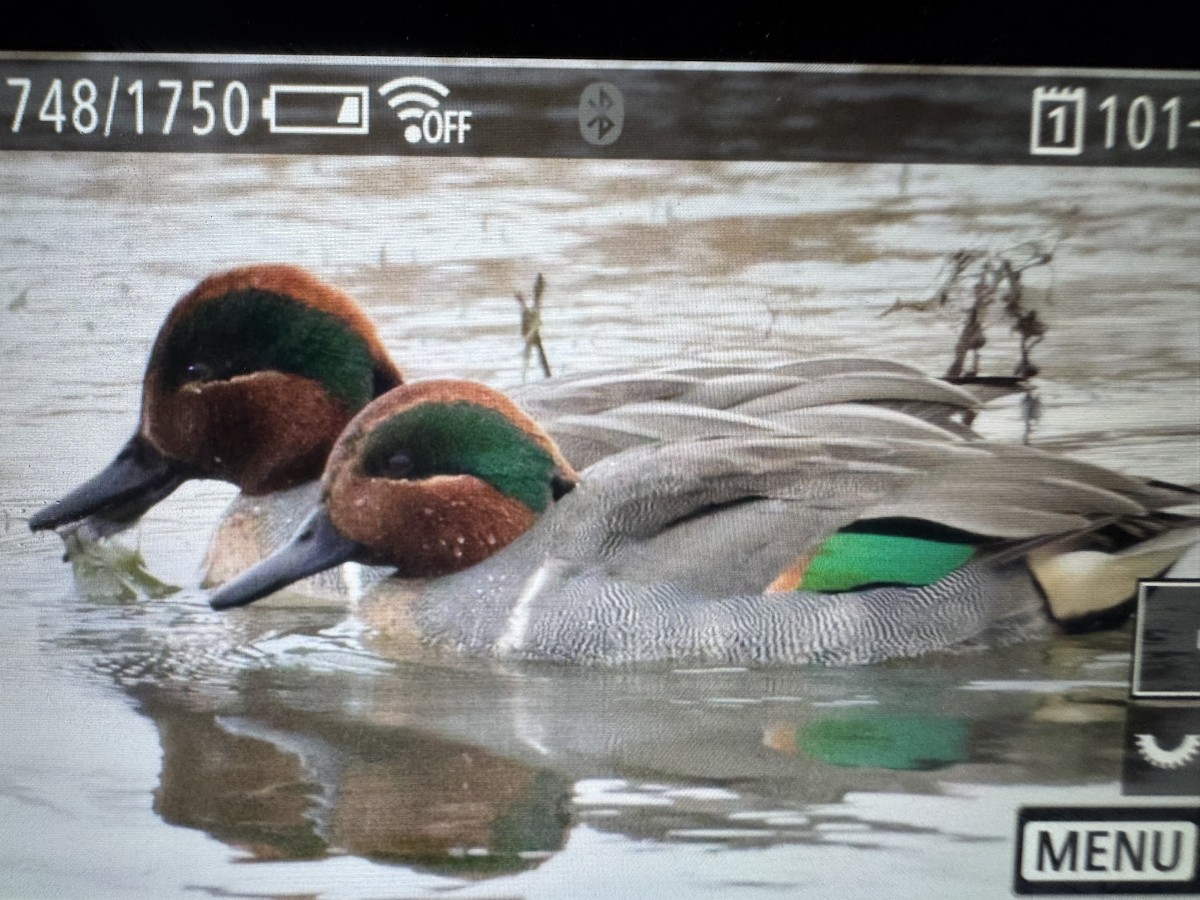 Zertzeta arrunta - ML646895908