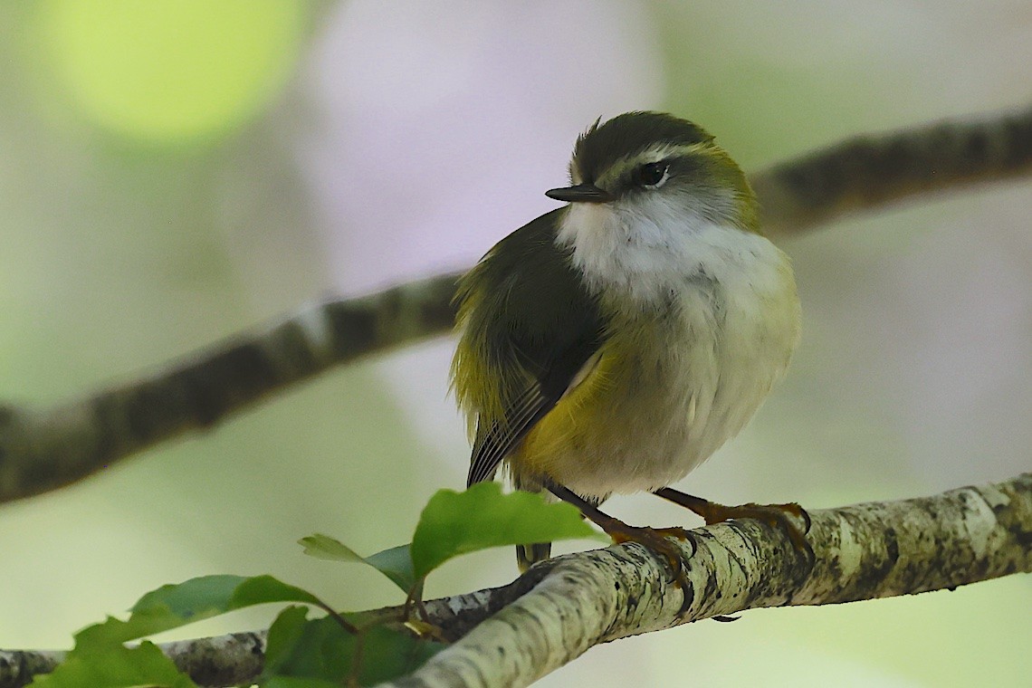 Rifleman - ML646895910