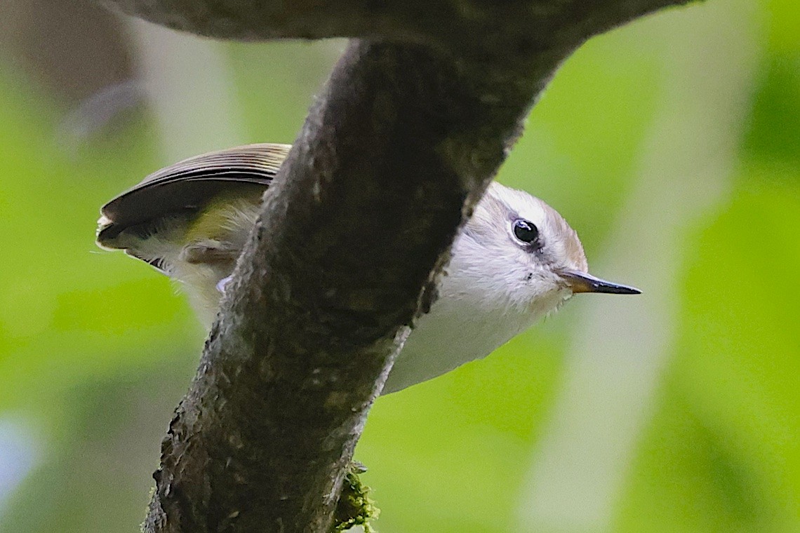 Rifleman - ML646895911