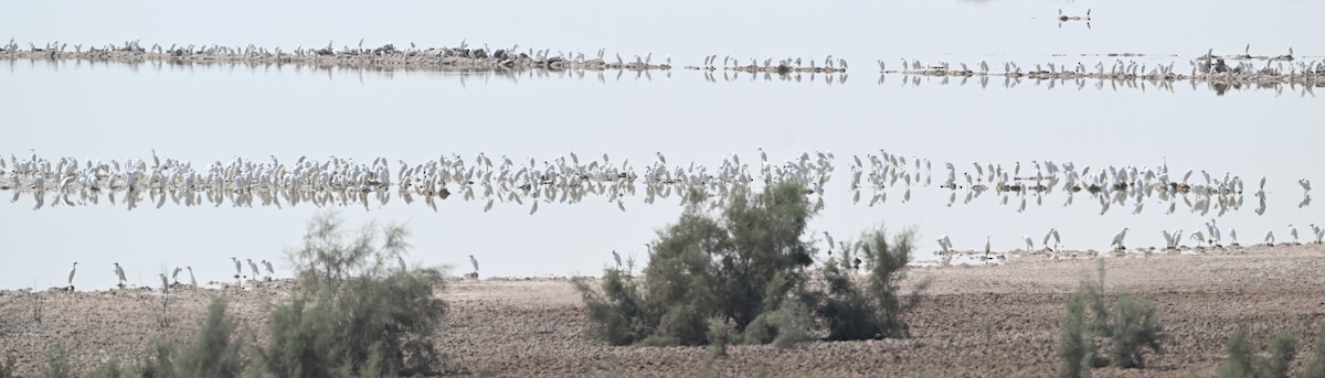 Western Cattle-Egret - ML646895914