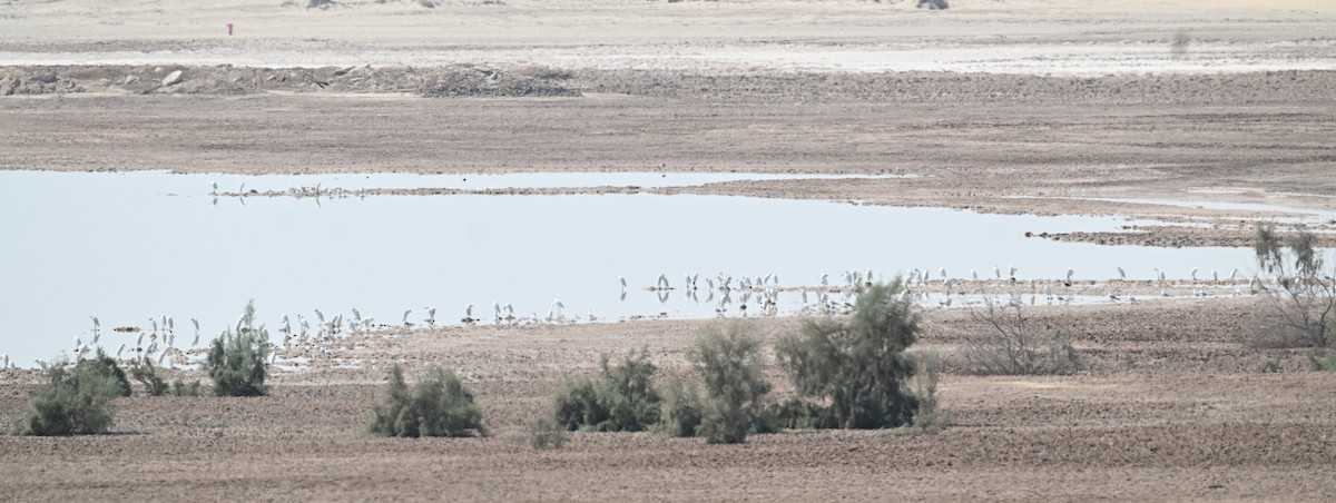 Western Cattle-Egret - ML646895915
