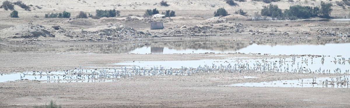 Western Cattle-Egret - ML646895916