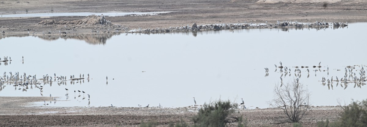 Western Cattle-Egret - ML646895917