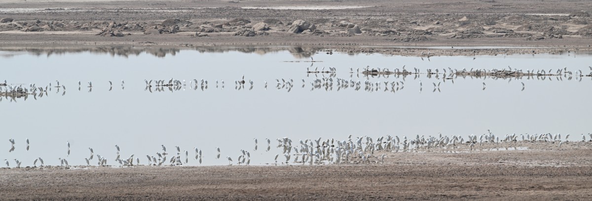 Western Cattle-Egret - ML646895918
