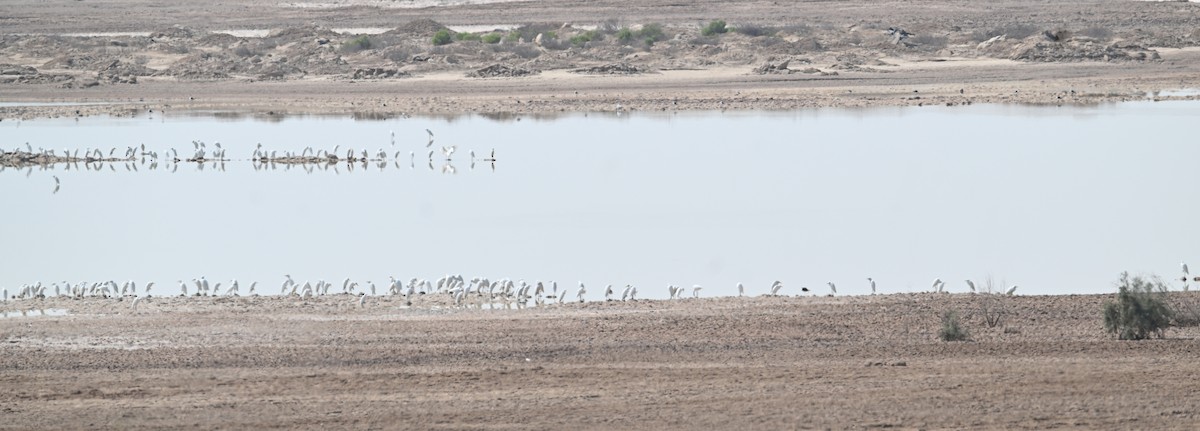 Western Cattle-Egret - ML646895919