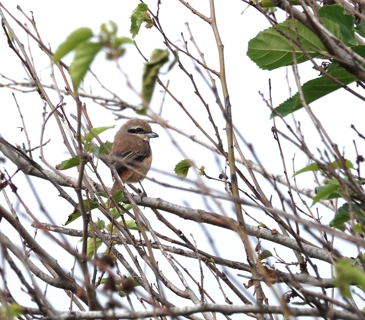 Brown Shrike (Brown) - ML646895921