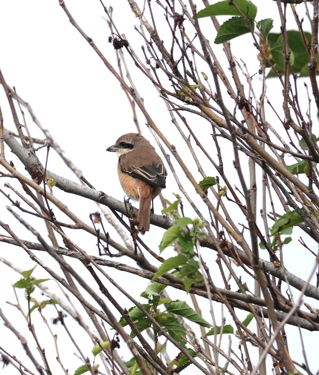 Brown Shrike (Brown) - ML646895922