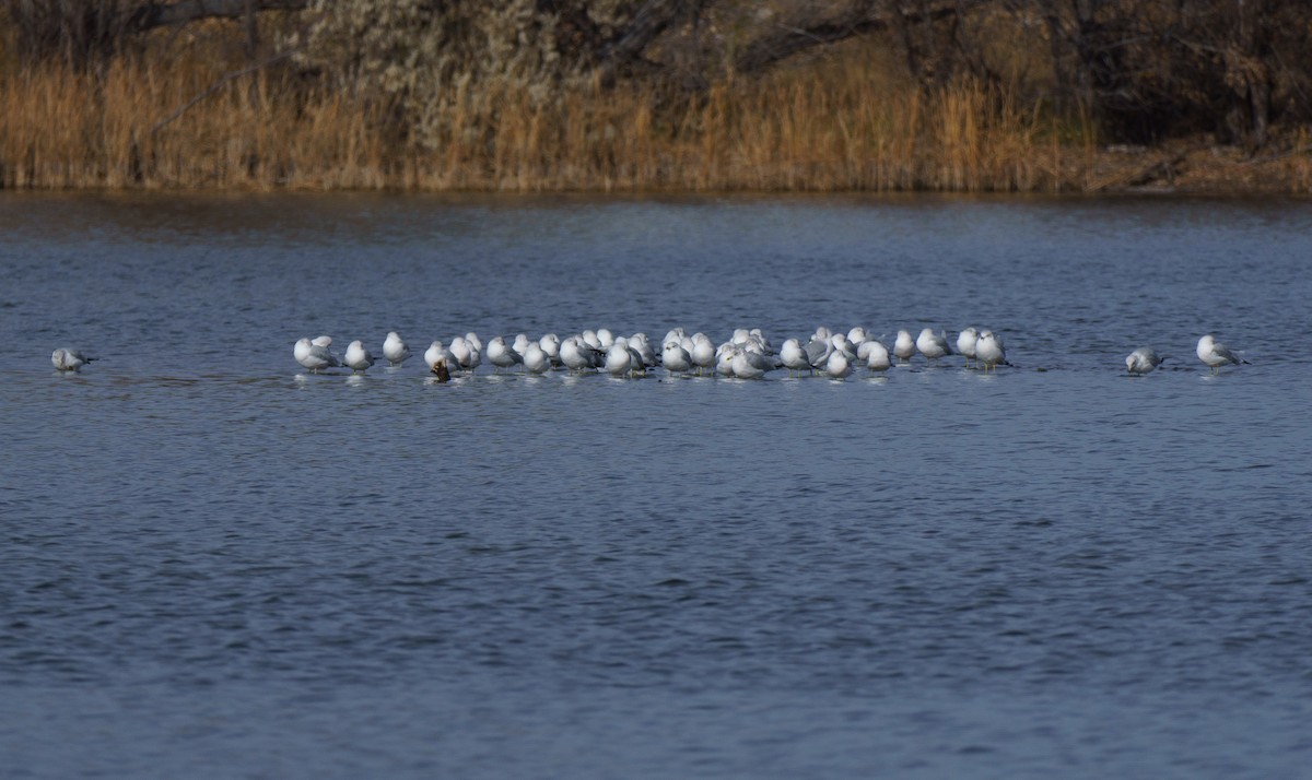 Ring-billed Gull - ML646895924